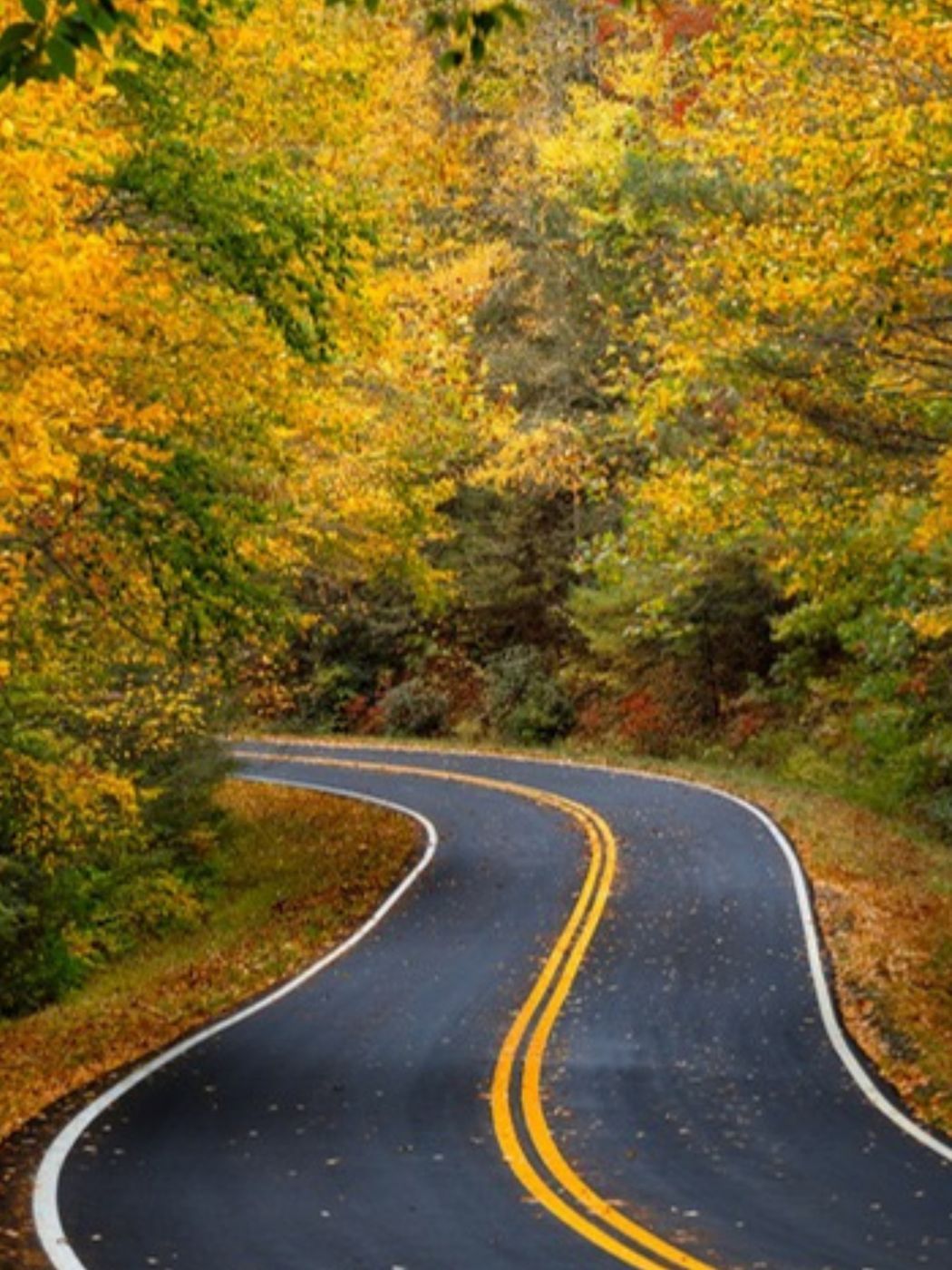 A winding mountain road through yellow autumn trees